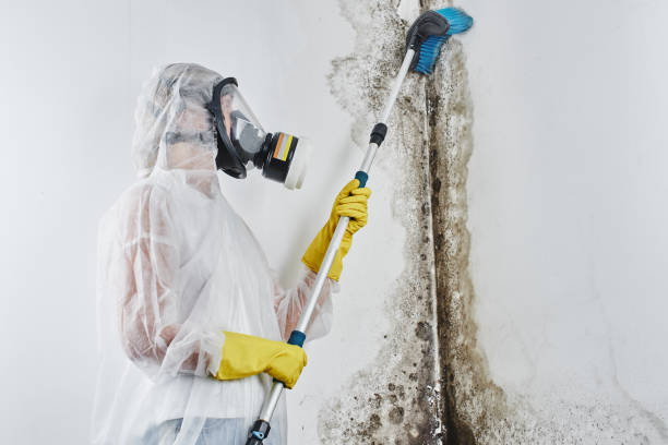 Best Post-Remediation Services in Sconsin Rapids, WI
