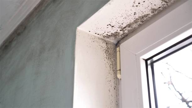 Best DIY Mold Remediation Support Services in Sconsin Rapids, WI