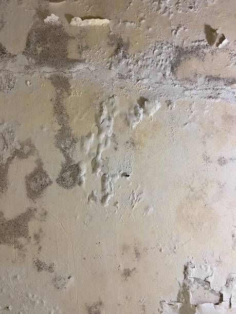 Best Commercial Mold Remediation in Sconsin Rapids, WI