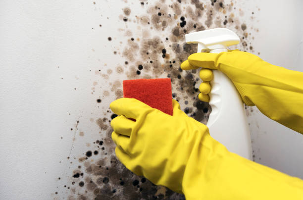 Best Post-Flood Mold Remediation in Sconsin Rapids, WI