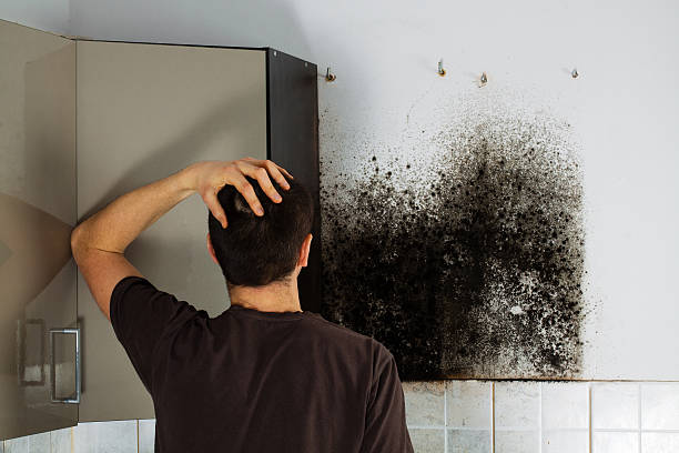 Best Attic Mold Remediation in Sconsin Rapids, WI