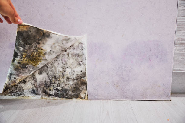Best Mold Remediation for Specific Building Types in Sconsin Rapids, WI